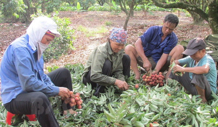 Thanh Ha thieu lychee: High prices cover low yield